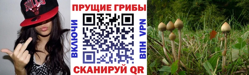 Псилоцибиновые грибы Psilocybe  дарнет шоп  Маркс 